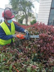 園林綠化工程施工要點 修剪、除草、砍雜與草坪鋪設